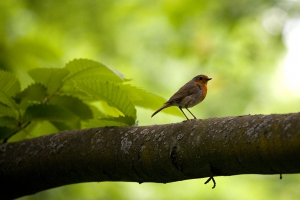 Frühling - Sommer  2008