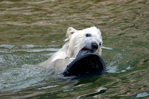 Tiergarten Nürnberg 2008