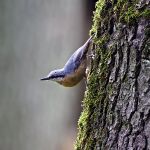 IMG_6805.jpg